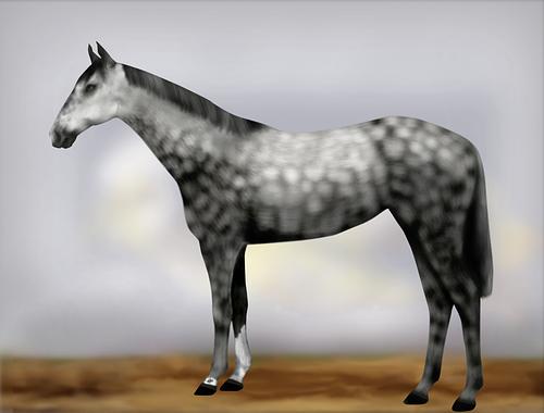 Horse Image