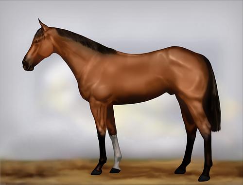 Horse Image