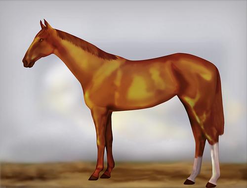 Horse Image