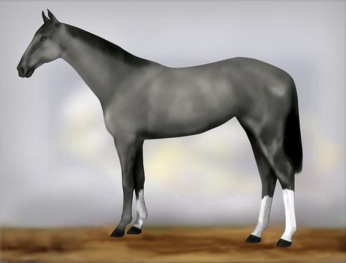 Horse Image
