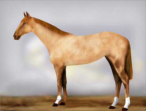 Horse Image
