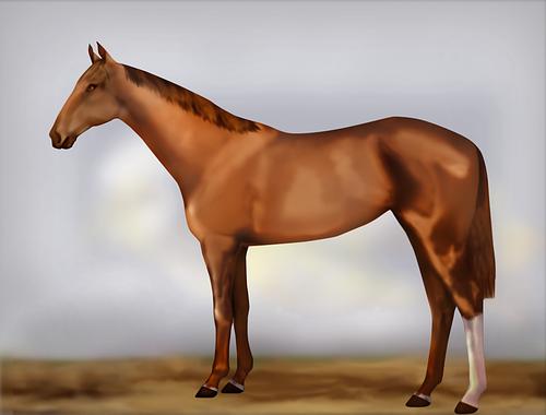 Horse Image