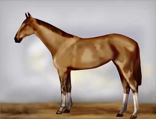 Horse Image