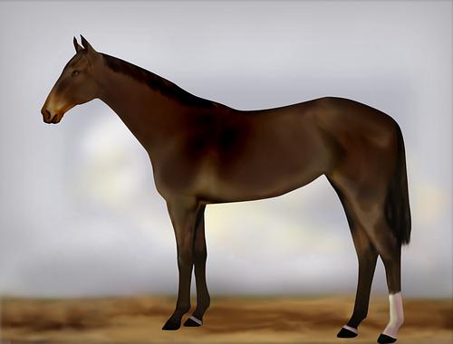 Horse Image