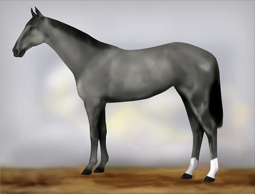 Horse Image