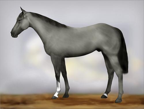 Horse Image