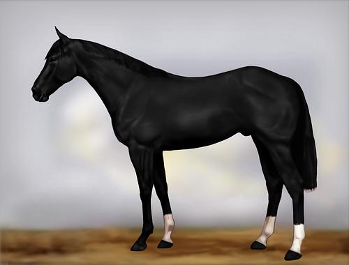 Horse Image