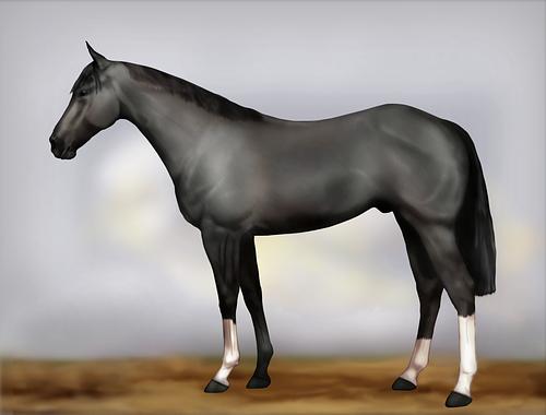 Horse Image
