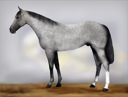 Horse Image