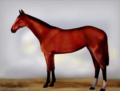 Horse Image