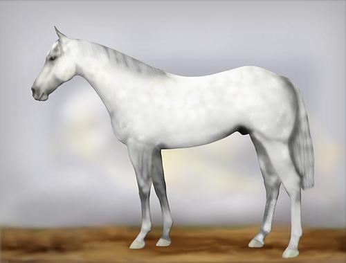 Horse Image