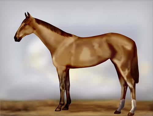 Horse Image