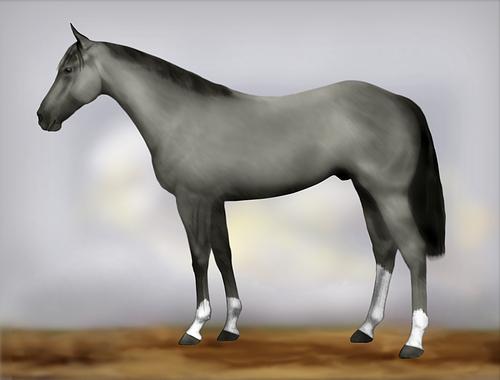 Horse Image
