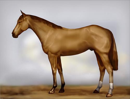 Horse Image
