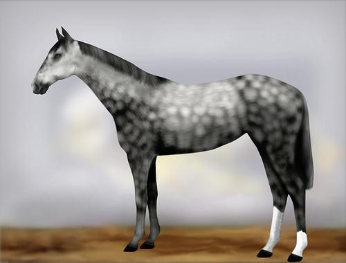 Horse Image