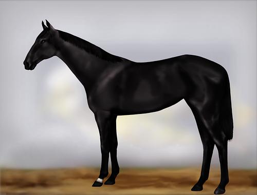 Horse Image