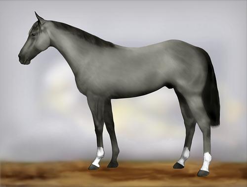 Horse Image