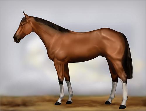 Horse Image