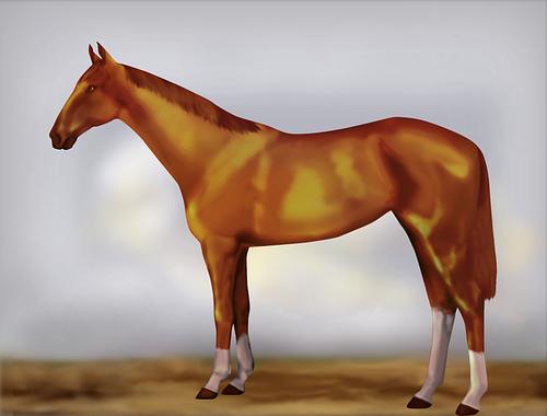 Horse Image