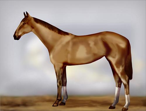 Horse Image