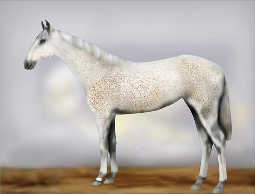 Horse Image