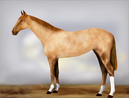 Horse Image