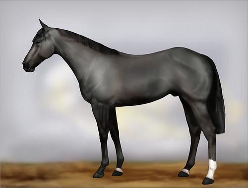 Horse Image