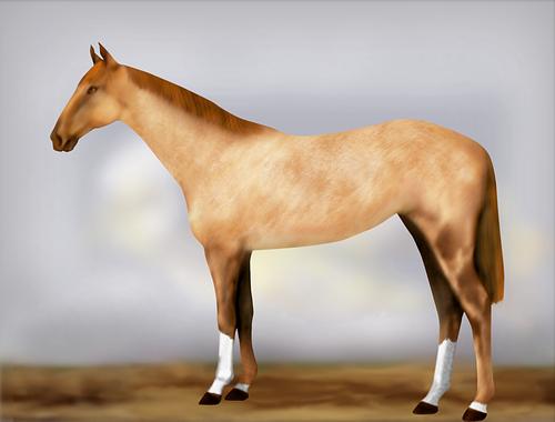 Horse Image
