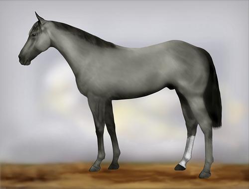 Horse Image