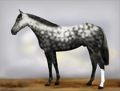 Horse Image