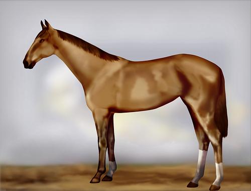 Horse Image
