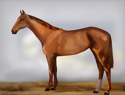 Horse Image