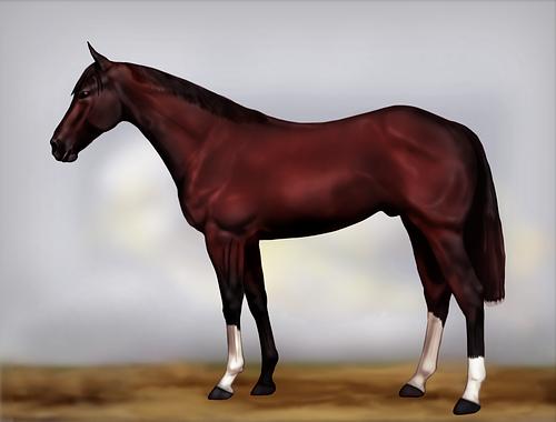 Horse Image
