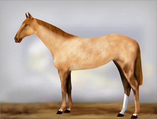 Horse Image