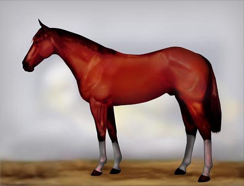 Horse Image
