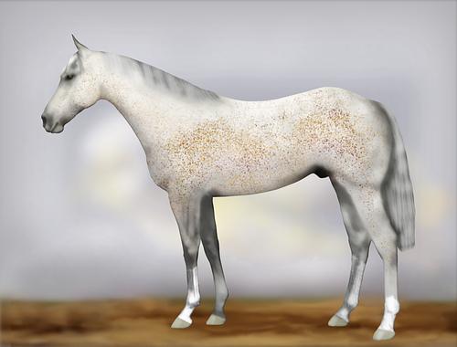 Horse Image