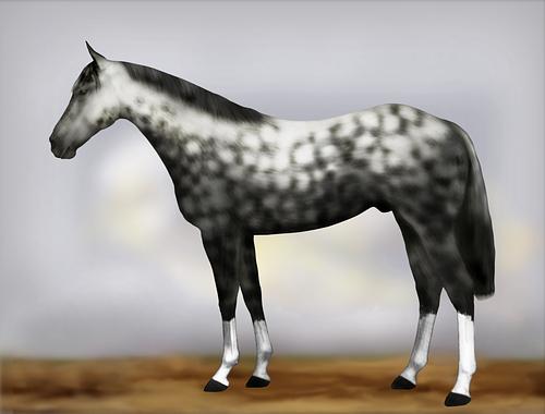 Horse Image