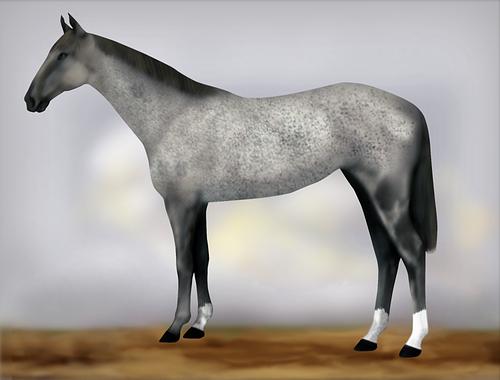 Horse Image