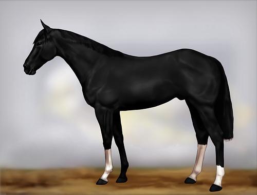 Horse Image
