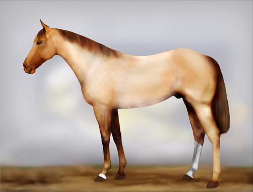 Horse Image