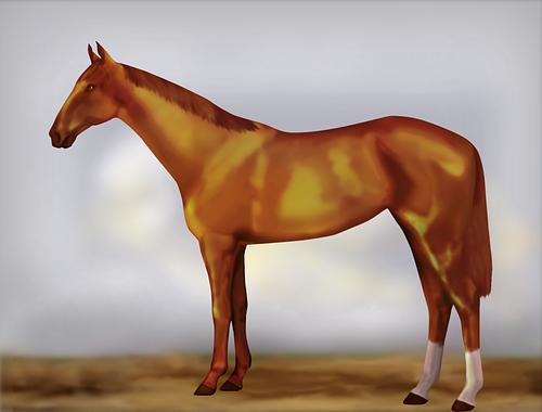 Horse Image