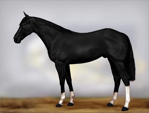 Horse Image
