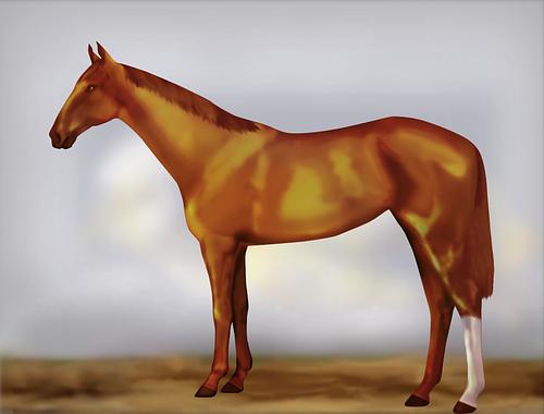 Horse Image