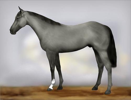 Horse Image