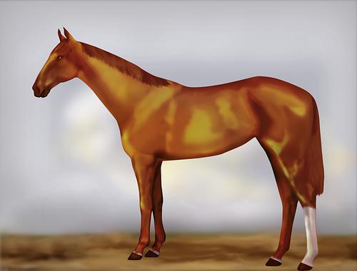 Horse Image