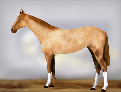 Horse Image