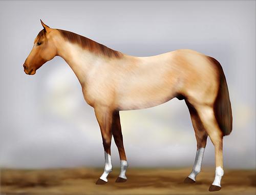 Horse Image