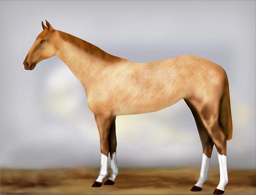 Horse Image