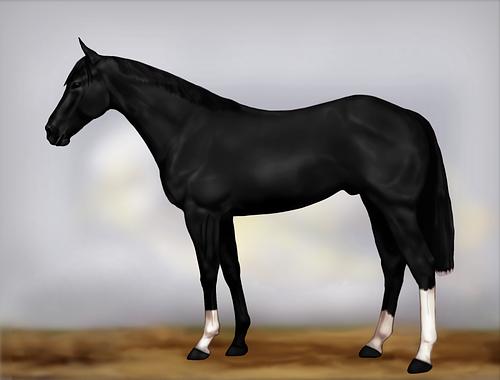 Horse Image