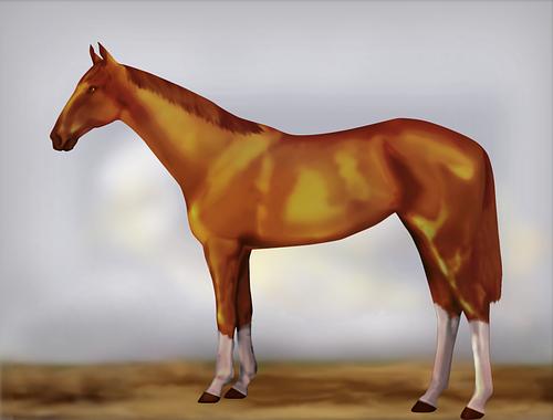 Horse Image